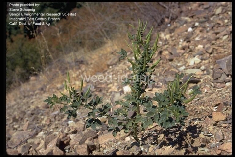 clammyweed, western